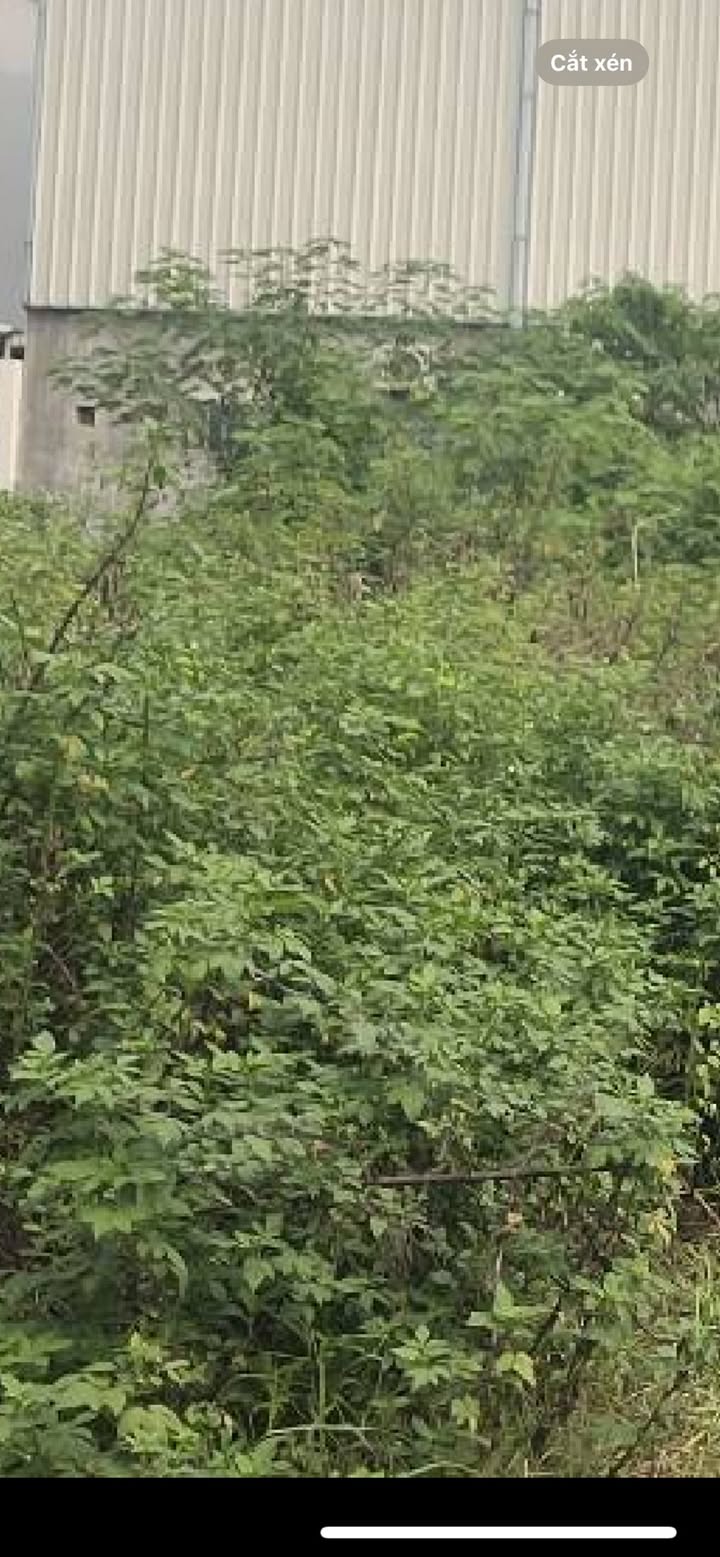 Đất nền Bát Tràng 128m² giá 7.2 tỷ - Sổ đỏ chính chủ, vị trí đắc địa!