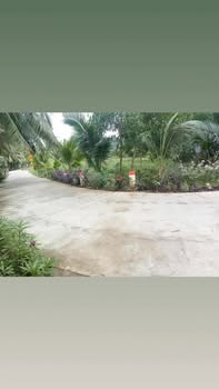 Đất nền Tân Thanh Giồng Trôm Bến Tre 1200m² giá 670 triệu - Mặt tiền đường quy hoạch