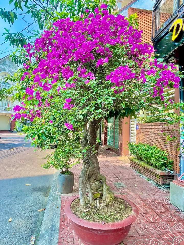 Biệt thự sân vườn góc Khu QHDC Đông Điện Biên Phủ 236.5m² giá 12.5 tỷ - Vị trí tuyệt đẹp!