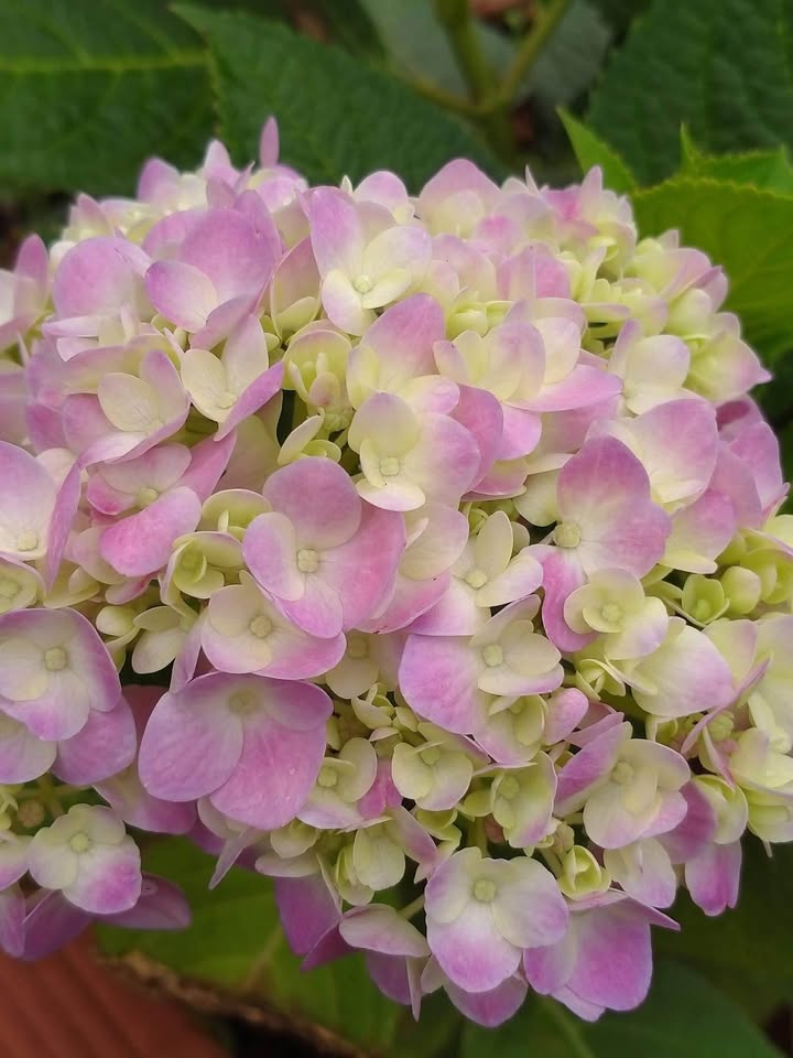 Nhà cấp bốn hẻm Dương Vân Nga Nha Trang 48m² giá 1.999 tỷ - Chính chủ bán gấp!