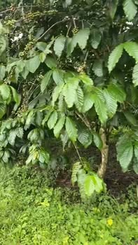 Đất nền Lộc Thắng Bảo Lâm 2300m² giá 850 triệu - Đầu tư sinh lời ngay!