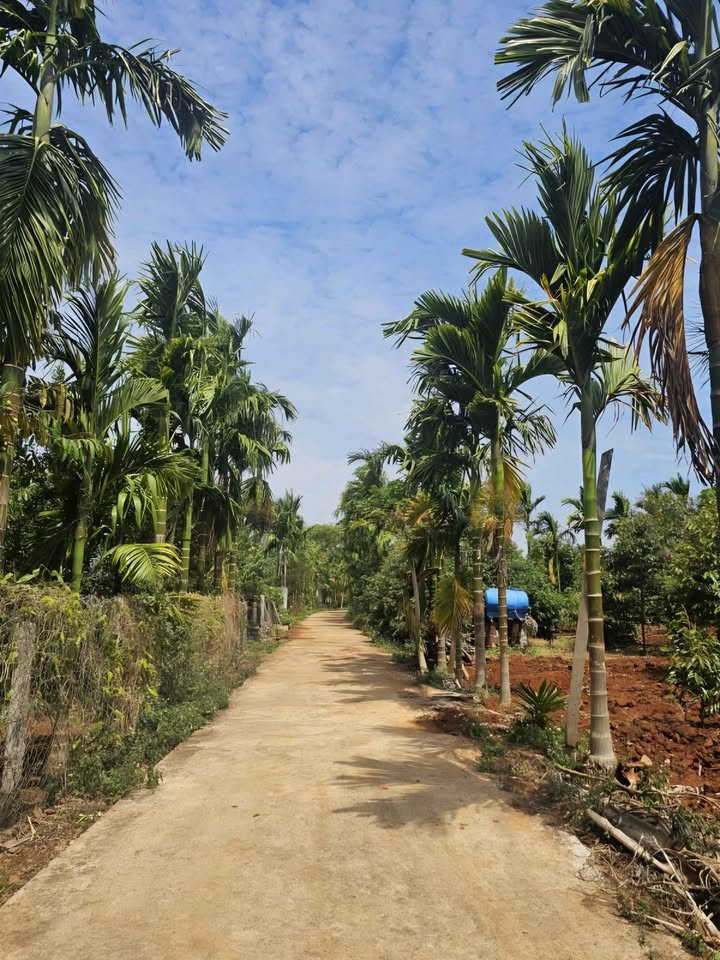 Lô đất Tân An Buôn Ma Thuột 1050m² giá 3.8 tỷ - Đầu tư lý tưởng!