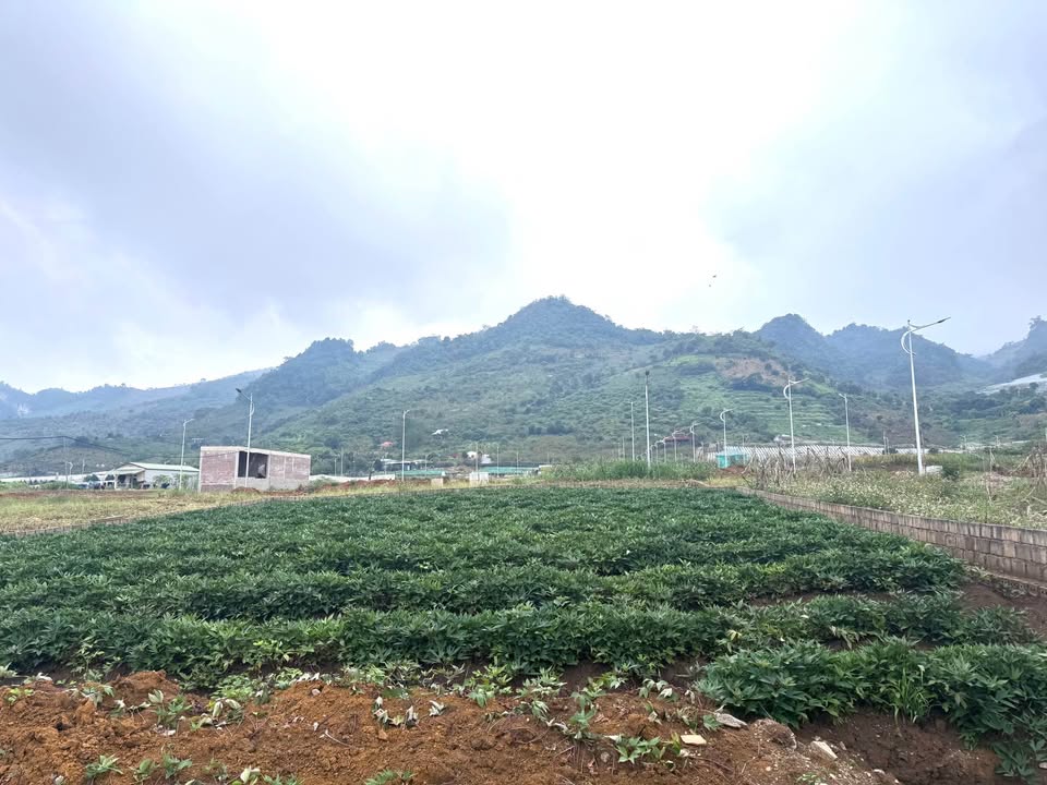 Đất nền Mộc Châu 138m² giá 2 tỷ - Đường nhựa rộng rãi, thuận tiện di chuyển!