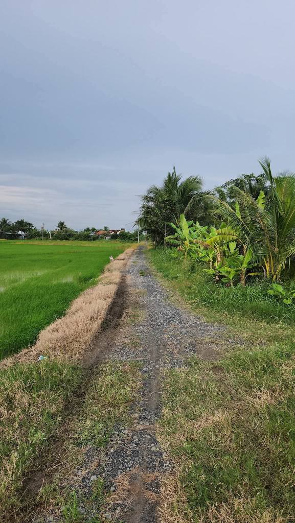 Đất lúa 1503m² mặt tiền đường 4m tại xã Tân Lân, Cần Đước - Giá chỉ 1.803 tỷ!