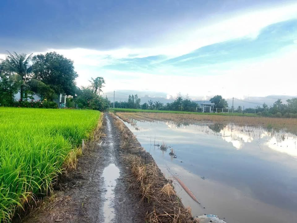 Đất nền Tân Lân, Cần Đước 1000m² giá 495 triệu - Đầu tư lý tưởng cho nhà vườn!