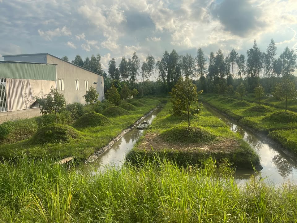 Đất mặt tiền Lộ Bốn Tổng- Một Ngàn, Hậu Giang 564m² - Đầu tư sinh lời tiềm năng!