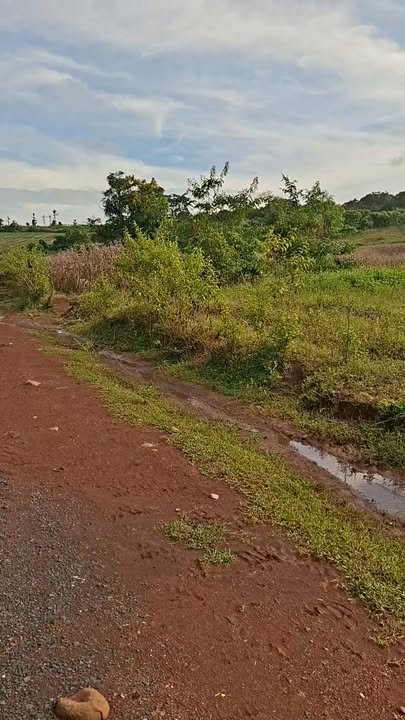 Đất rẫy 1.7ha tại thôn 9, Buôn Đôn, Đắk Lắk - Giá chỉ 1.45 tỷ!