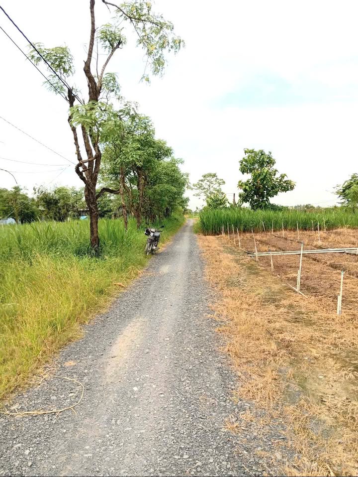 Đất nền 2156m² tại xã Bình Ân, Gò Công Đông - Giá chỉ 1.833 tỷ, hướng Đông!