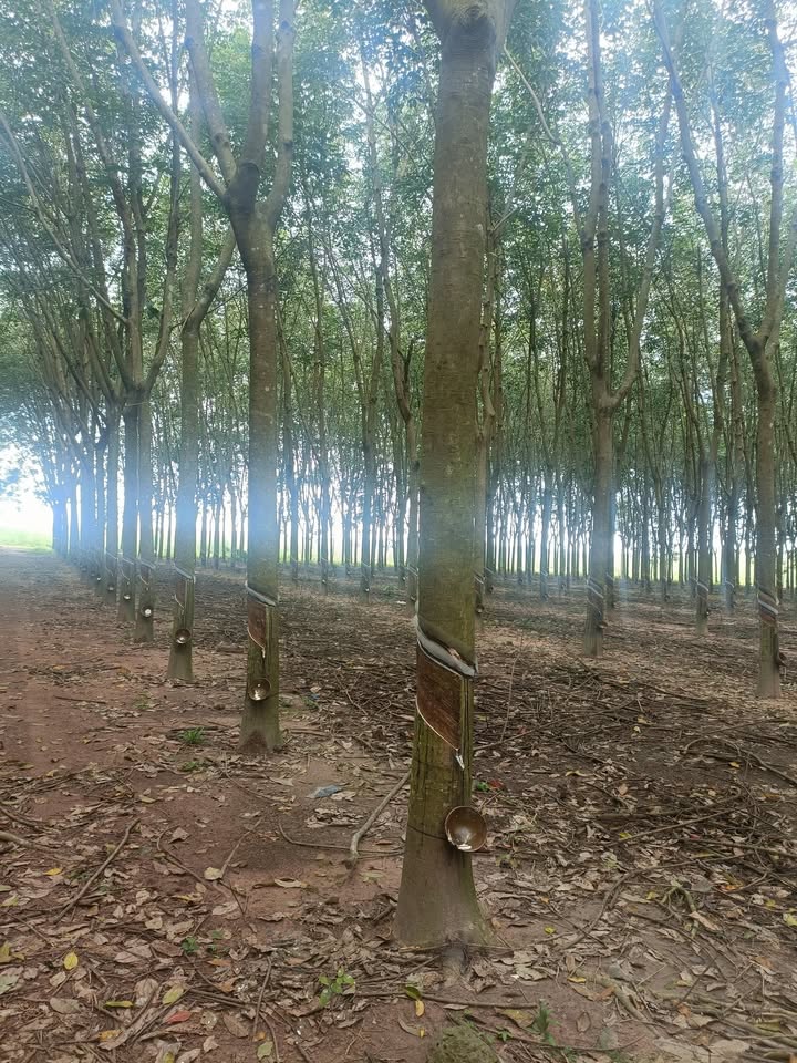 Farm 1,8ha An Long, Phú Giáo - Đất bằng, cây cao su đẹp, giá thỏa thuận!