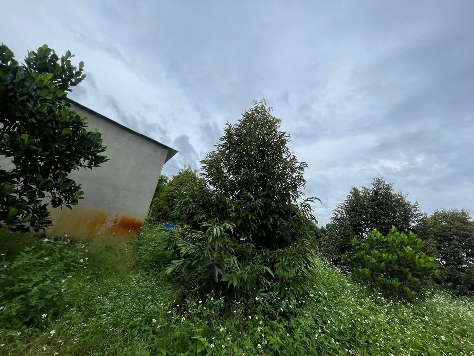 Đất nông nghiệp Phú Thịnh, Tân Phú, Đồng Nai 6 sào giá 3.5 tỷ - Đầu tư sinh lời ngay!