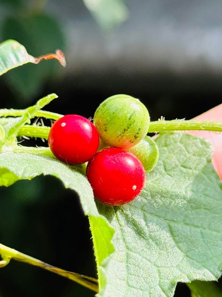 Nhà cấp 4 cho thuê tại đường Lê Lợi, Vũng Tàu - Diện tích 50m², giá 4 triệu/tháng