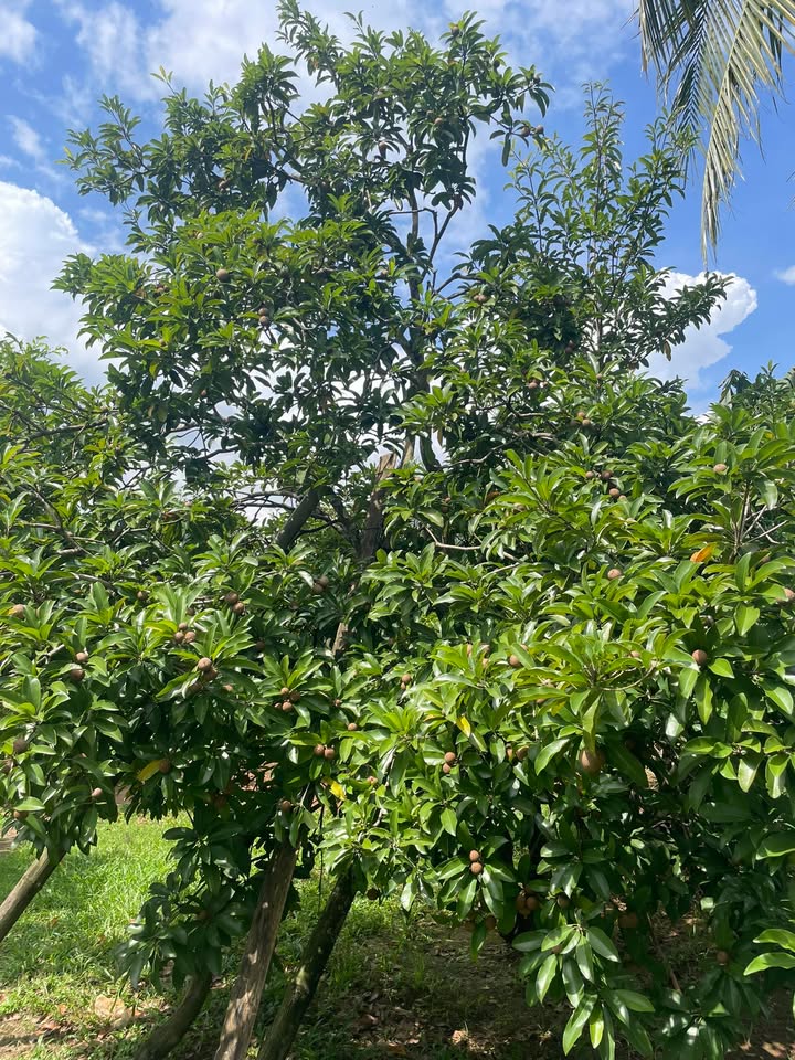 Đất vườn 500m² Bảo Vinh, Long Khánh - Giá đầu tư chỉ 1.19 tỷ!