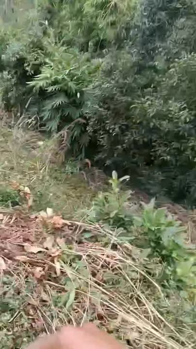 Đất nền 1.3ha tại Quảng Tâm, Tuy Đức giá 600 triệu - Cơ hội đầu tư tuyệt vời!