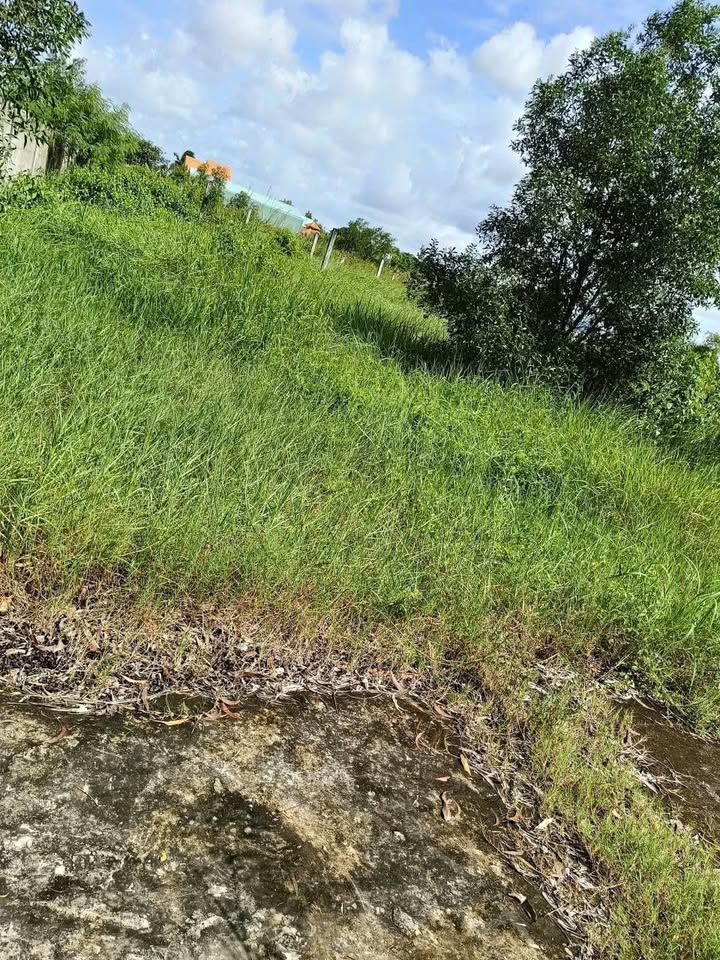 Đất nền Bình Đại 440m² giá 900 triệu - Cơ hội đầu tư không thể bỏ qua!