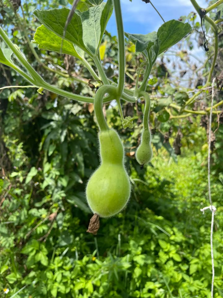 Đất thổ cư đường Út Liên, Hàm Thuận Bắc 576m² - Giá chỉ 576 triệu VND!