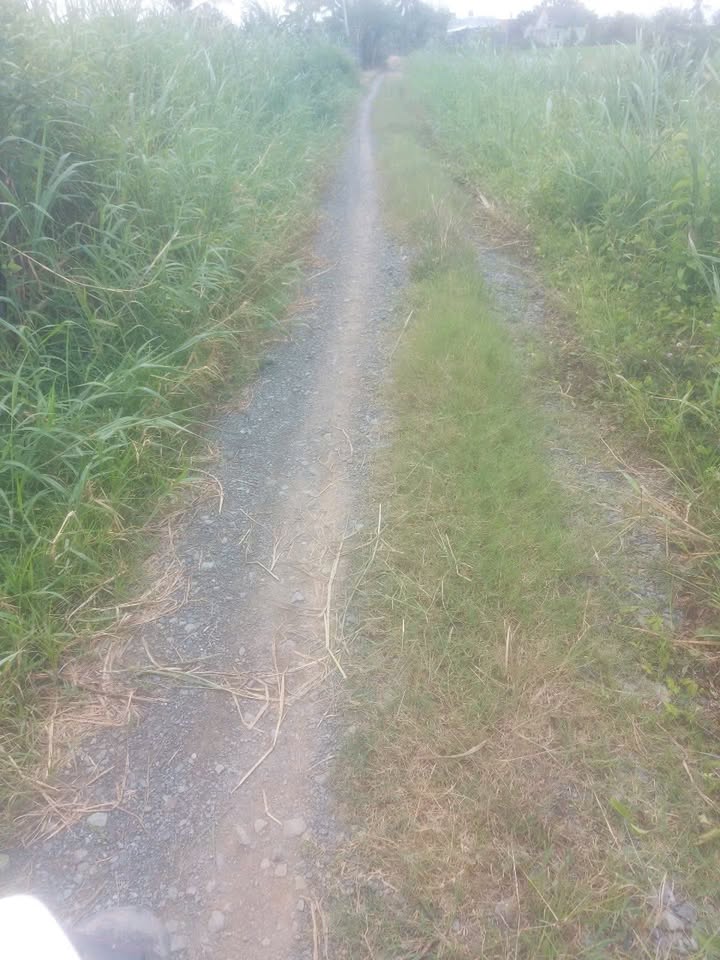 Đất thổ cư 311m² tại xã Mỹ Thạnh, huyện Tân Trụ, Long An giá 840 triệu - Cơ hội đầu tư tuyệt vời!