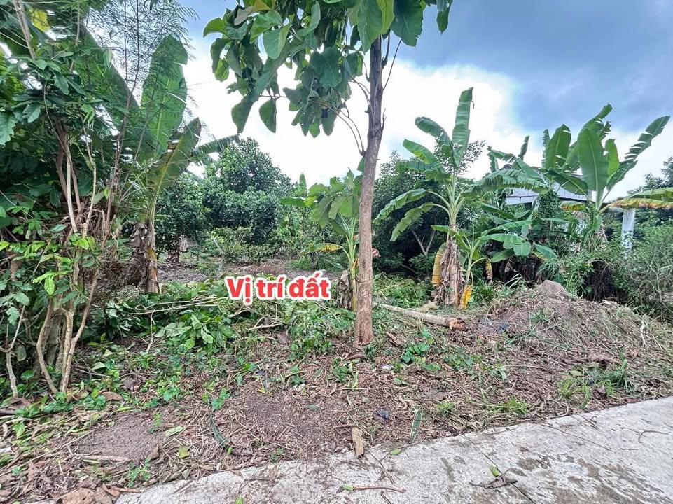 Đất nền mặt tiền bê tông Phú Hoà, Định Quán 165m² giá 520 triệu - Đầu tư sinh lời ngay!