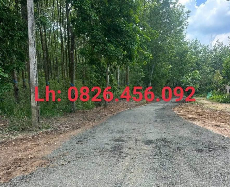 Đất sào Đồng Tâm, Đồng Phú, Bình Phước 360m² giá 200 triệu - Cơ hội đầu tư hấp dẫn!