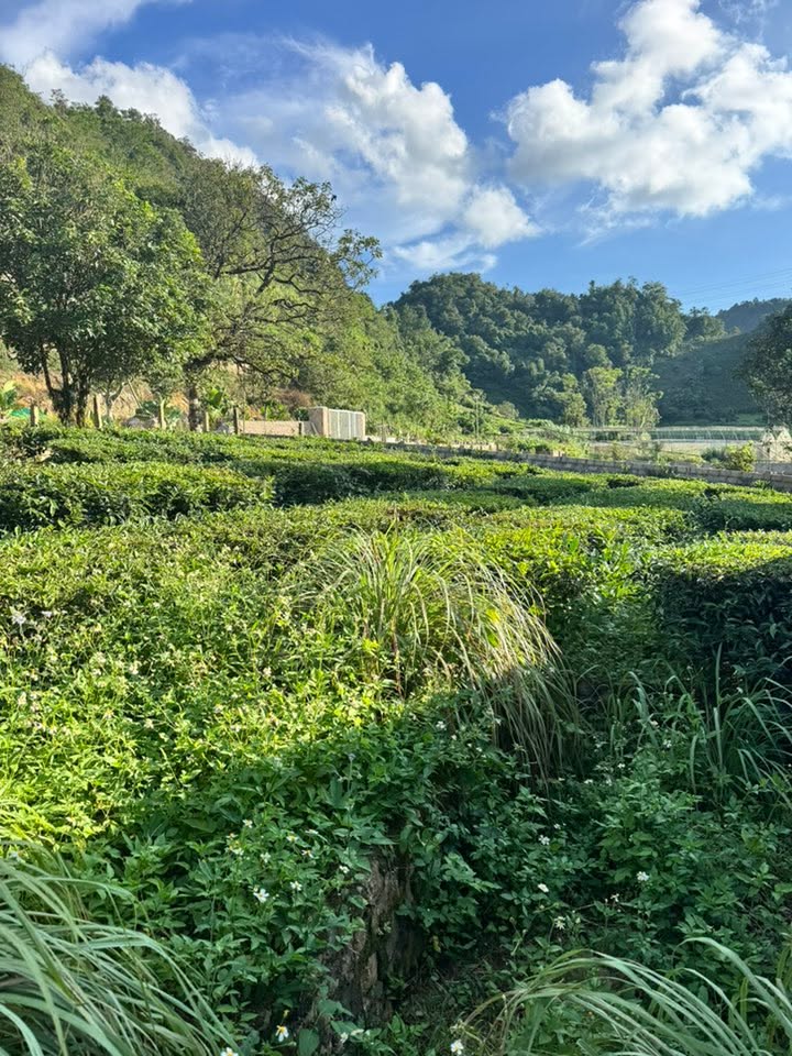 Đất thổ cư xã Vân Hồ 6000m² giá 2 tỷ - Chỉ cần đầu tư, sinh lời ngay!