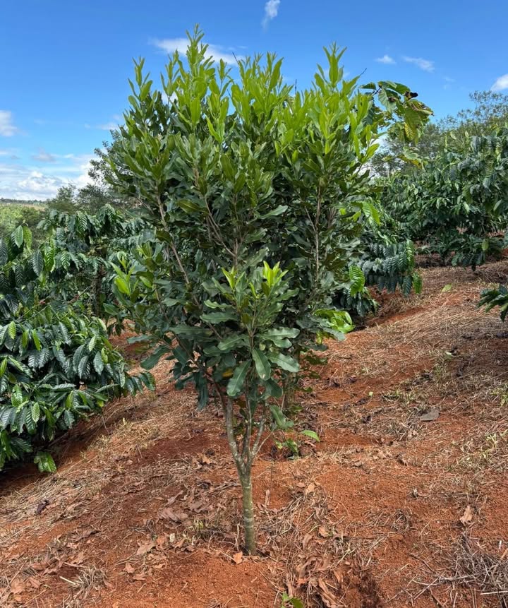 Đất nền Quảng Tâm Tuy Đức 2160m² giá 400 triệu - Đường bê tông ô tô vào tận nơi!