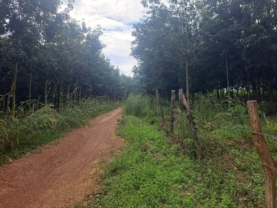 Farm 5ha mặt tiền đường lớn Bù Đốp, Bình Phước - Nguồn thu cao từ cao su