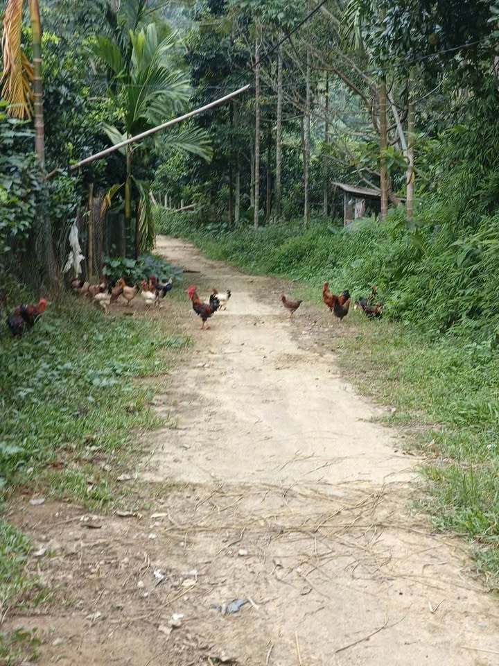 Đất nền Lỗ Sơn Tân Lạc 1800m² giá 1 tỷ - Tiềm năng đầu tư lớn!