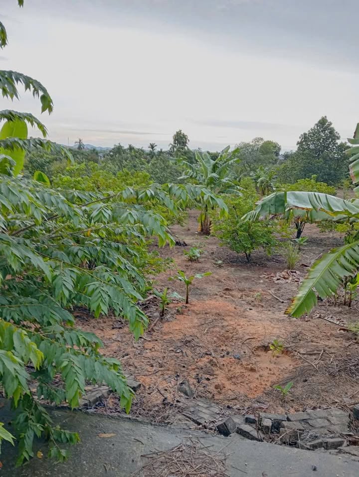 Đất nền Việt Dân, Đông Triều 1800m² - Giá chỉ từ 300 triệu, cơ hội đầu tư hấp dẫn!