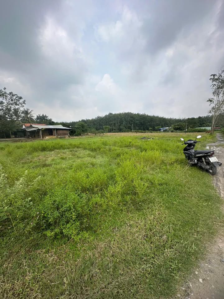 Đất vườn Tân Mỹ, Đức Hòa 1448m² chỉ 880 triệu - Sổ hồng riêng, đầu tư sinh lời!