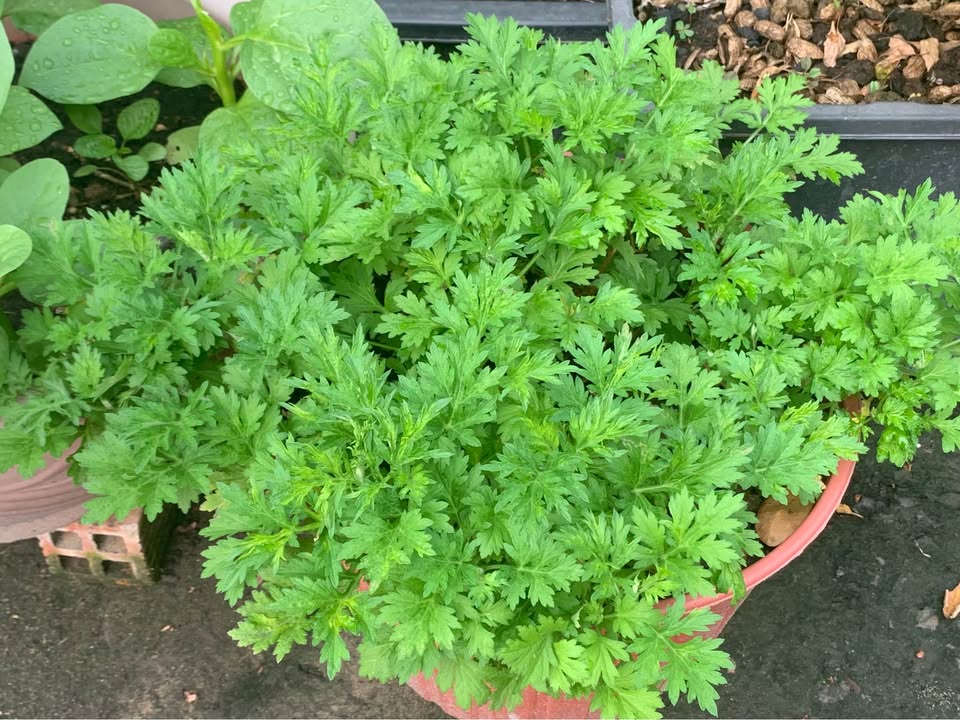 Đất Farm 6ha tại xã Tân Phúc, Hàm Tân - Bình Thuận - Giá thỏa thuận