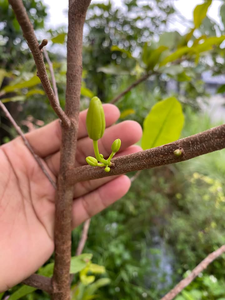 Đất vườn tại phường An Tây, Bến Cát 1000m² giá chỉ 1.8 tỷ - Không khí trong lành, gần rạch