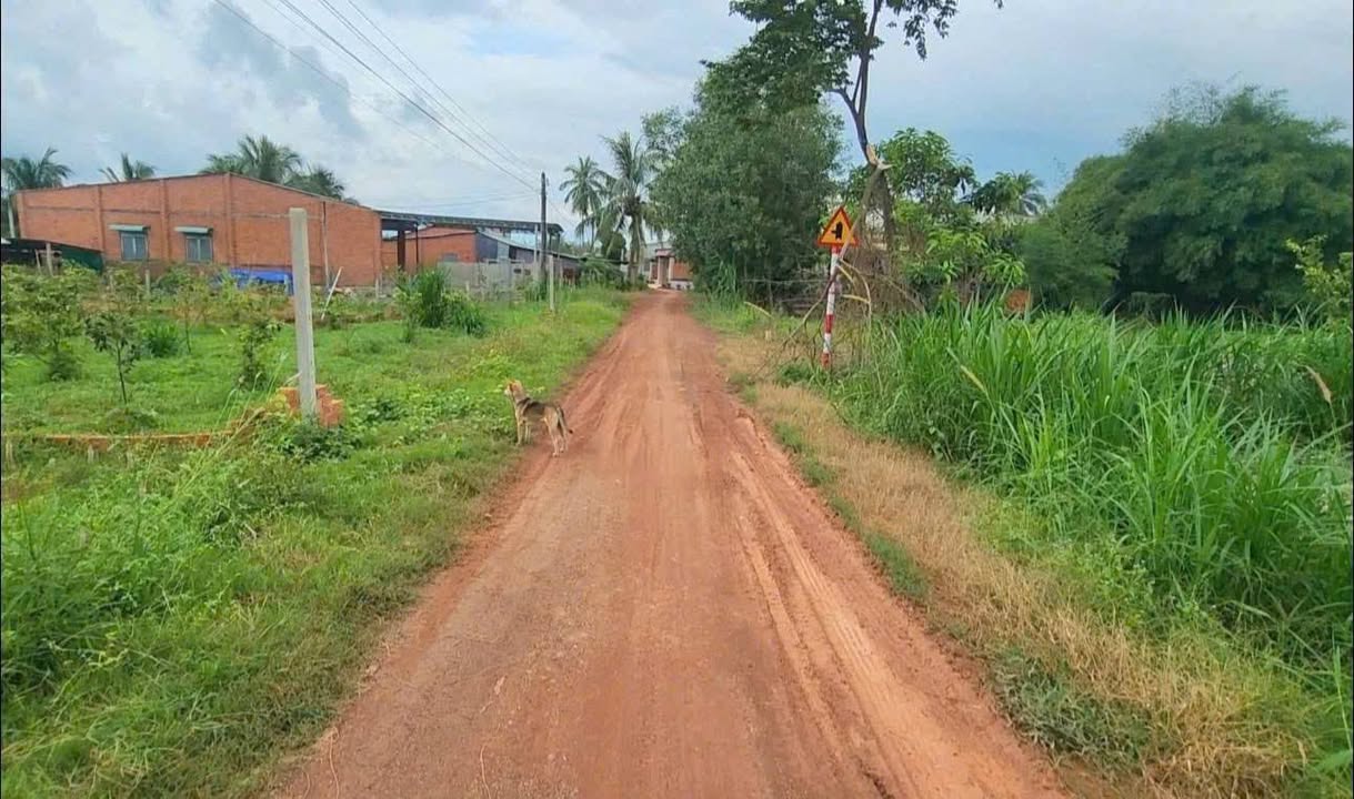 Đất thổ cư 100% Xã Phan, Dương Minh Châu 525m² giá 540 triệu - Hạ tầng hoàn thiện!