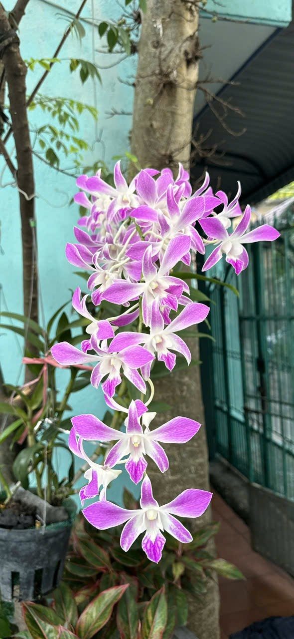 Nhà mặt tiền đường Văn Phương, phường Tân Triều, 100m² giá 1.6 tỷ - Sổ đỏ chính chủ!