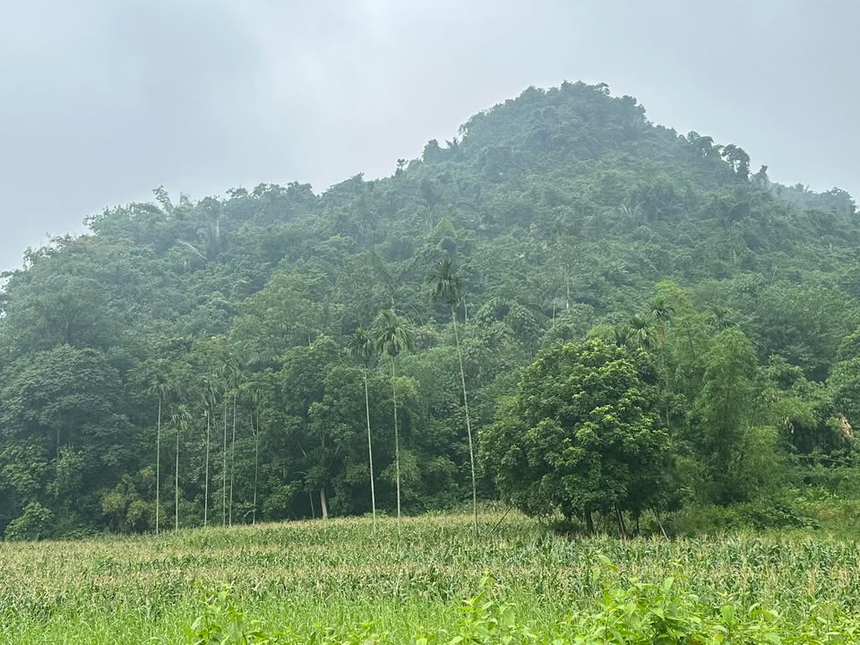 Đất nền Cao Dương Lương Sơn 1500m² - Giá chỉ từ 1 triệu/m², Đầu tư nghỉ dưỡng lý tưởng!