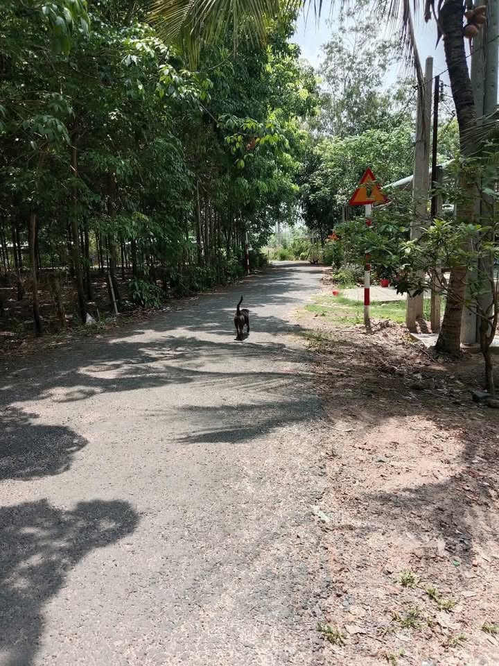 Đất Thạnh Tây Tân Biên 810m² giá 400 triệu - Cơ hội vàng cho nhà đầu tư!