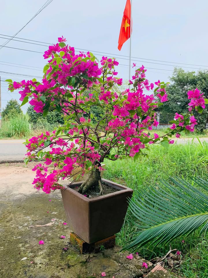 Đất 12,750m² Vĩnh Hòa, Phú Giáo giá 41.4 tỷ - Phù hợp làm xưởng