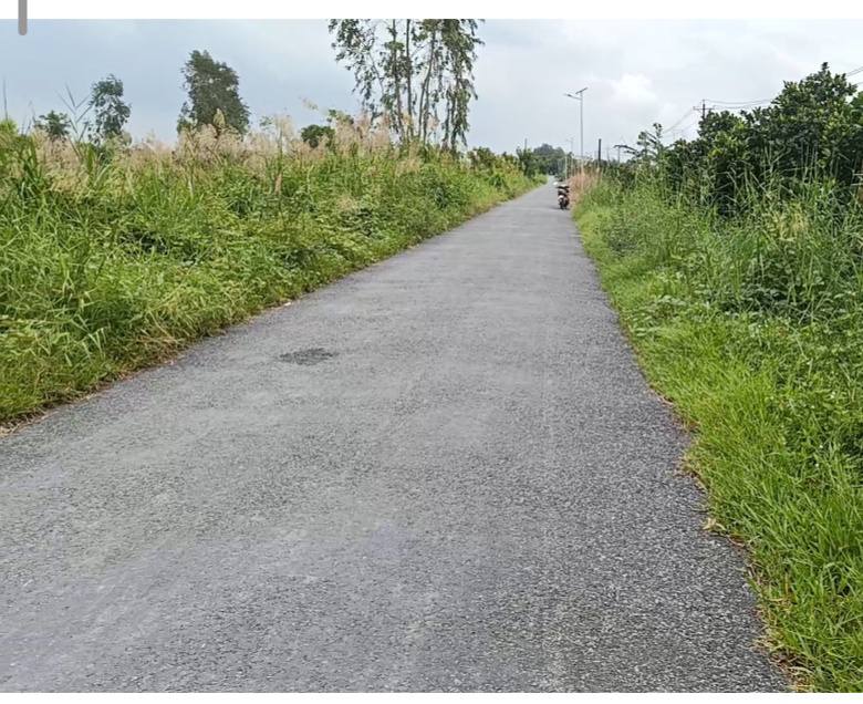 Farm đất vườn tại Tân Phước, Tiền Giang 5ha - Cây trái sai trĩu quả!