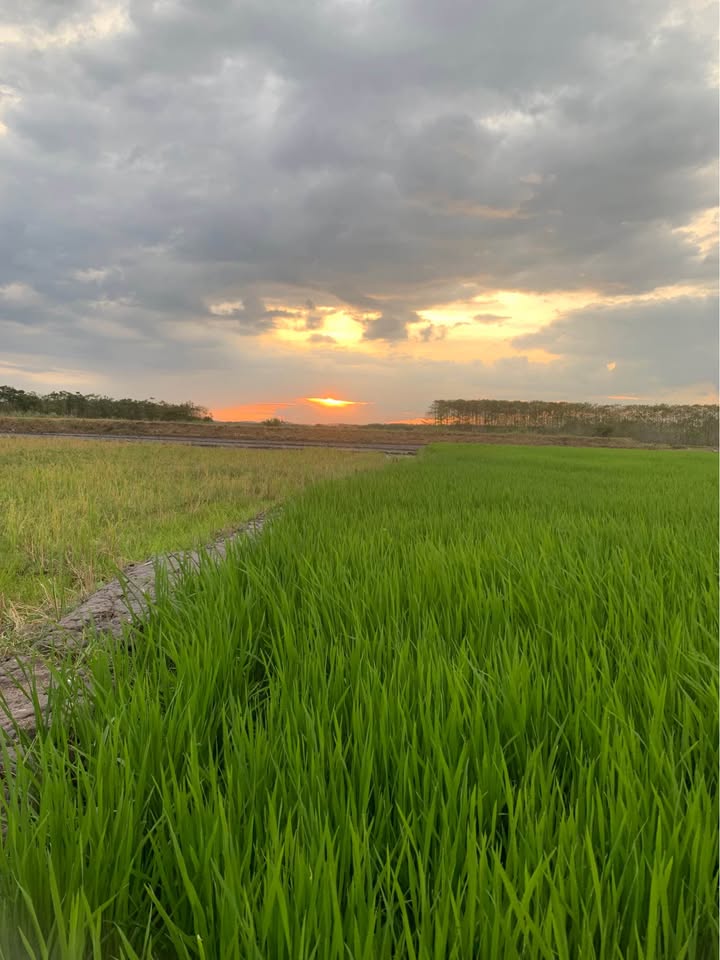 Đất trồng lúa 850m² tại Phú Điền, Tân Phú - Giá thỏa thuận, chính chủ!