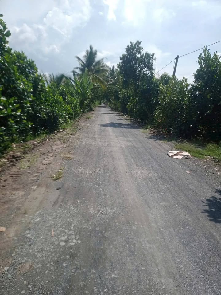 Đất trồng sầu riêng Thái 13.600m² tại Đốc Bình Kiều - Giá chỉ 8.84 tỷ, thương lượng