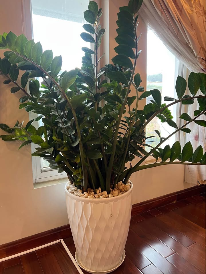 Nhà phố Lâm Viên Đà Lạt 120m² giá 3.6 tỷ - Gần KDL Hồ Than Thở!