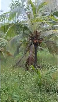 Đất vườn dừa Tân Hưng, Ba Tri 500m² giá 300 triệu - Cơ hội đầu tư tuyệt vời!