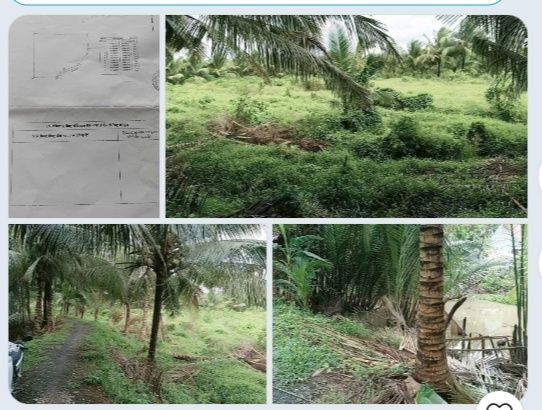 Đất công 4000m² tại Hòa Bình, Trà Ôn giá 880 triệu - Tiềm năng đầu tư hấp dẫn!