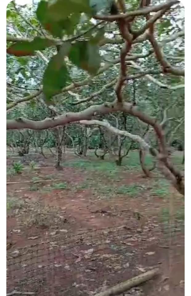 Đất 5 xào xã Tân Lợi, Đồng Phú giá 650 triệu - Nhà cấp 4 vào ở ngay!