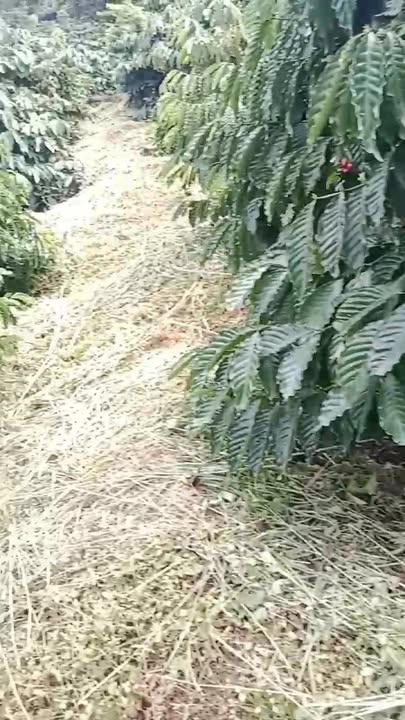 Đất nông nghiệp Nam Ka 9 sào giá 1.35 tỷ - Cơ hội đầu tư tuyệt vời!