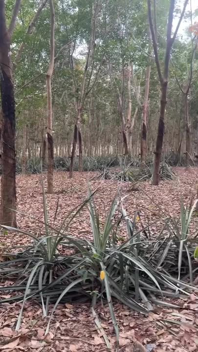 Đất cao su 46.000m² tại Phường Bình Cơ, Tân Uyên - Đầu tư sinh lời ngay!