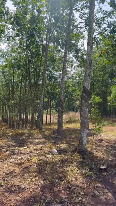 Kho xưởng 16.000m² Tân Định, Bắc Tân Uyên giá 15.198 tỷ - Đầu tư sinh lời lâu dài!