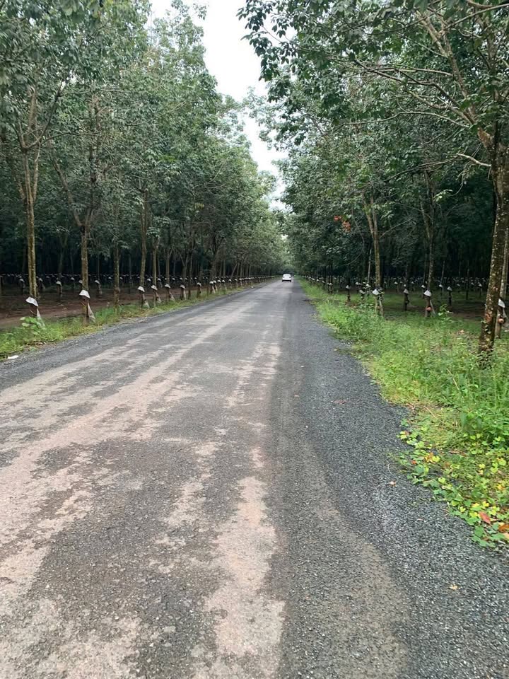 Farm 2.3ha tại Đồng Nơ, Hớn Quản - Đường lớn, giá chỉ 400 tỷ!