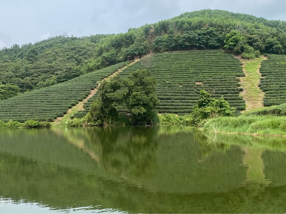 Đất nền đường Nguyễn Đăng Tuyển, Sơn Trà, Đà Nẵng 90m² - Hướng Đông mát mẻ gần biển!