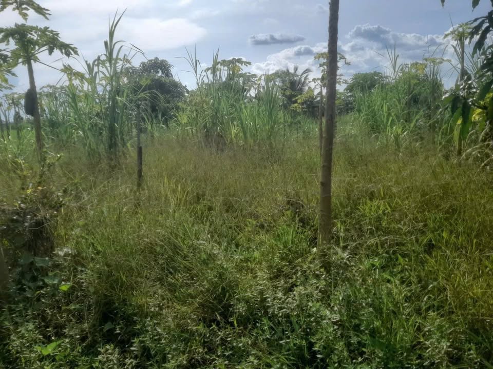 Đất nền Long Chánh, Gò Công 718m² giá 550 triệu - Cơ hội đầu tư hấp dẫn!