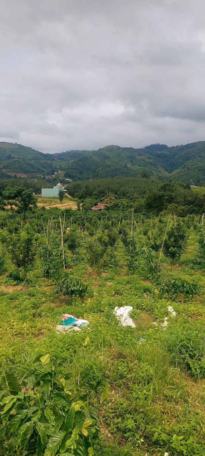 Farm Đắk Rve Kon Rẫy 3096m² giá 1 tỷ - Đầu tư sinh lời từ cây cà phê và Macca!