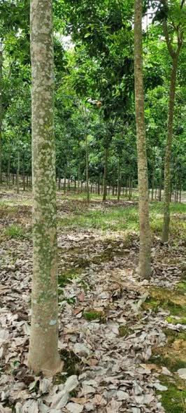 Đất Farm 5ha Phước Thiện, Bù Đốp - Chỉ 5 tỷ, đầu tư sinh lời ngay!